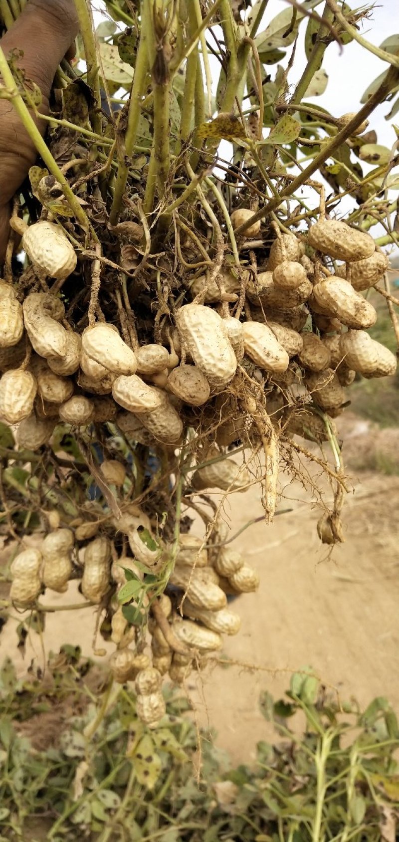 精品大白沙鲜花生大量上市诚信合作诚信经营