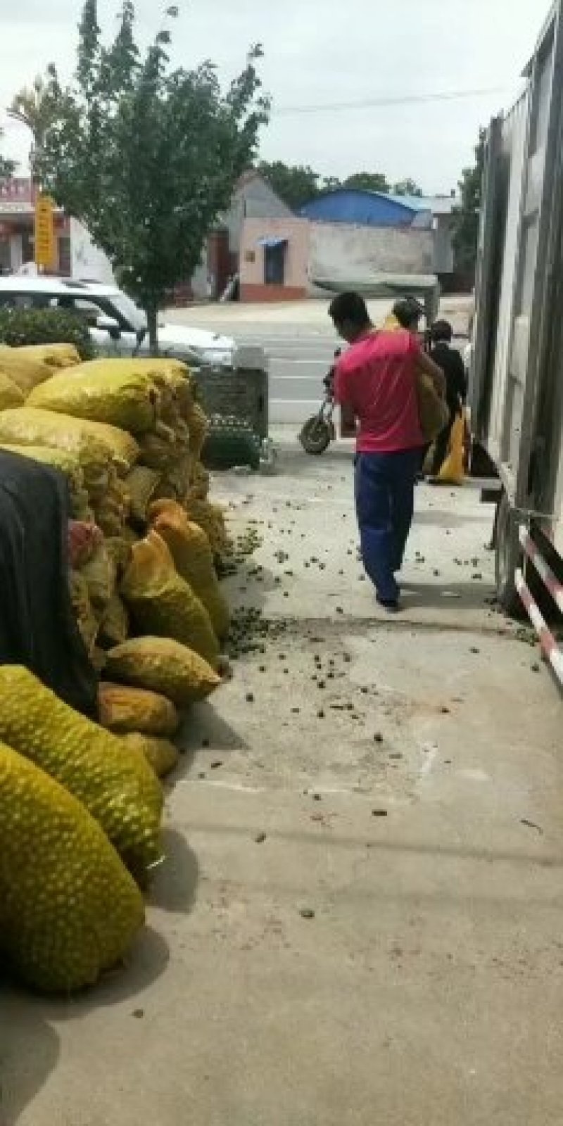 青李子产地直供大量有货实力供货