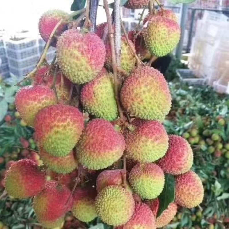 荔枝妃子笑，白糖罂，桂味，双肩玉荷苞