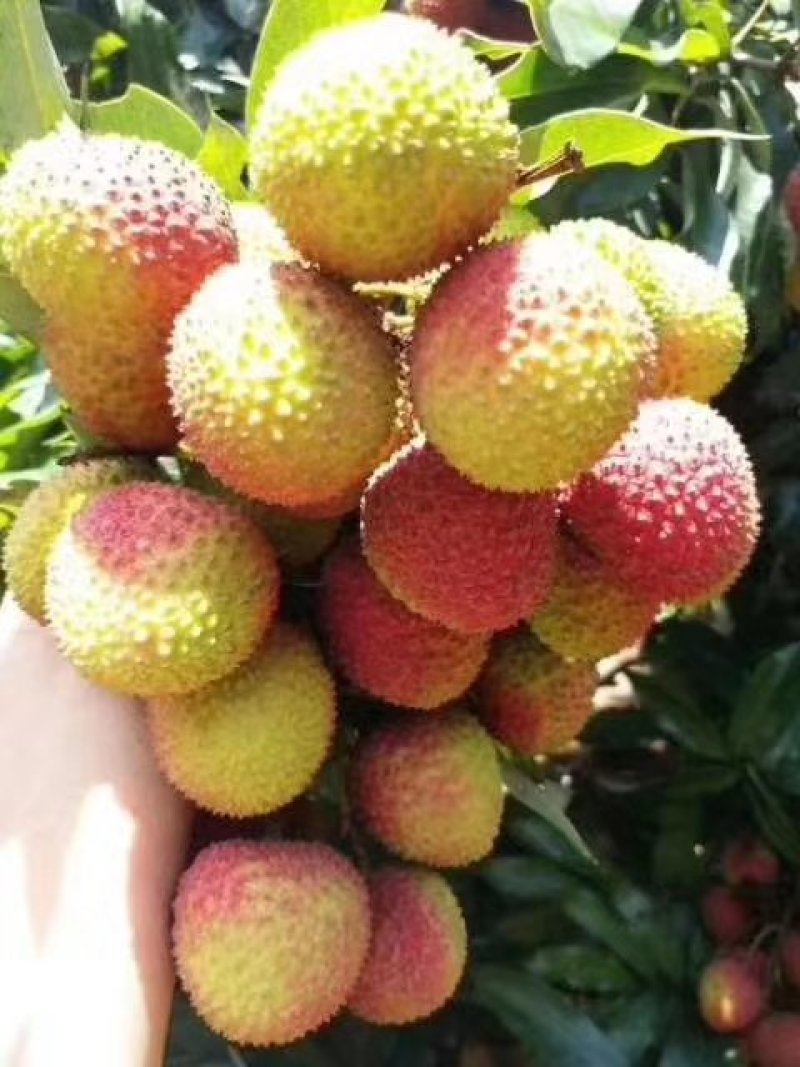 荔枝妃子笑，白糖罂，桂味，双肩玉荷苞