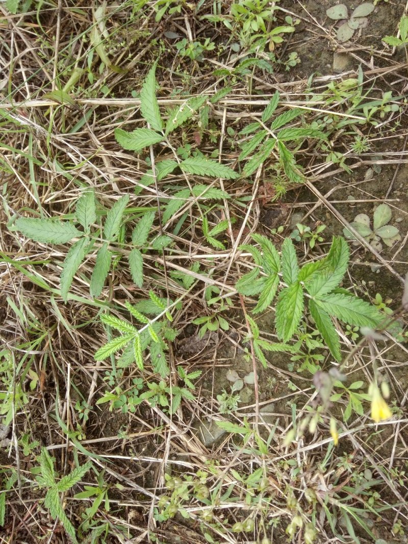 翻白草野生中药材鸡爪参鸡爪棵河南伏牛山产地直销