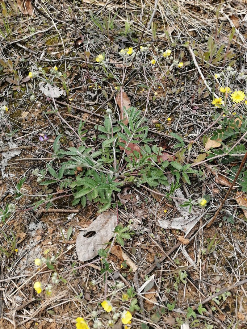 翻白草野生中药材鸡爪参鸡爪棵河南伏牛山产地直销