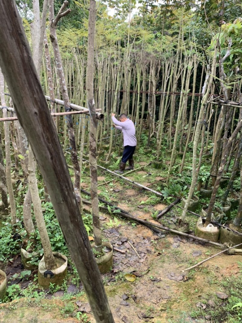 蓝花楹、蓝雾树、紫云木、蓝洋楹