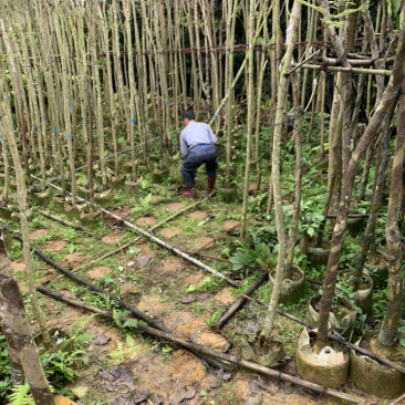 蓝花楹、蓝雾树、紫云木、蓝洋楹