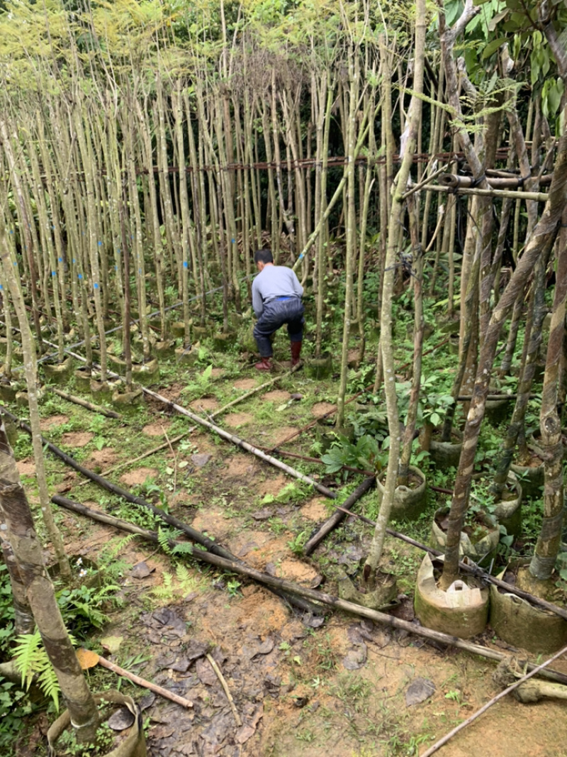 蓝花楹、蓝雾树、紫云木、蓝洋楹
