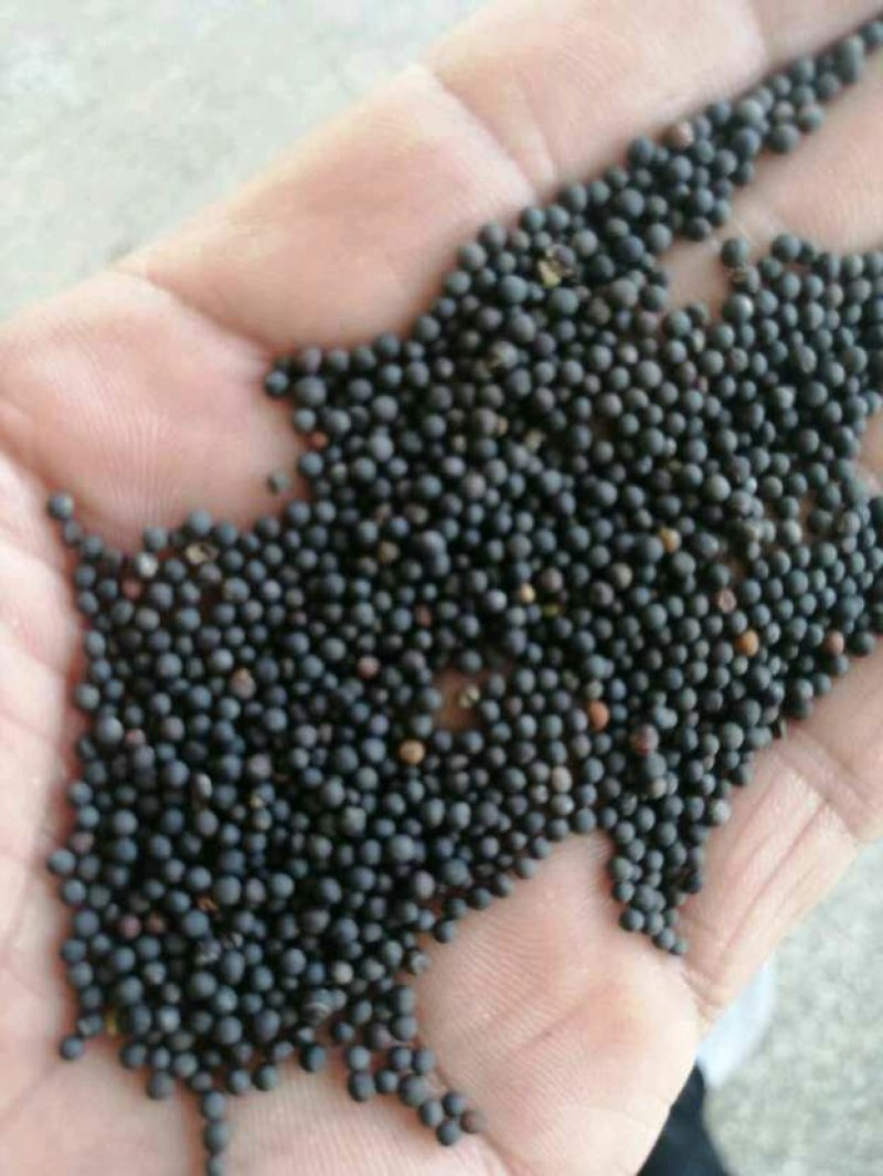 油菜籽