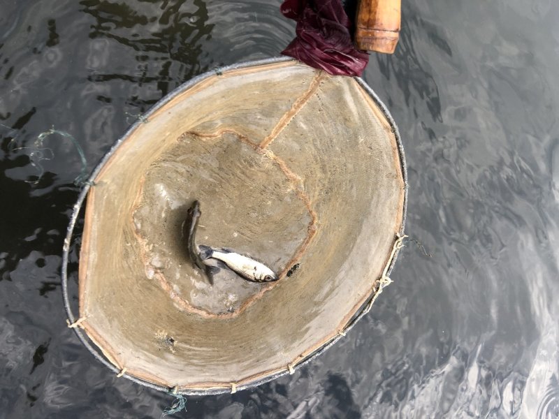 鲈鱼苗优品种苗渔场直供鱼苗量大从优价格实惠