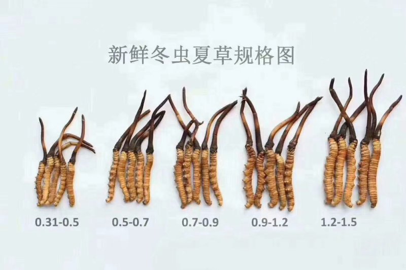 冬虫夏草，顺丰包邮真空包装,30起根包邮顺丰