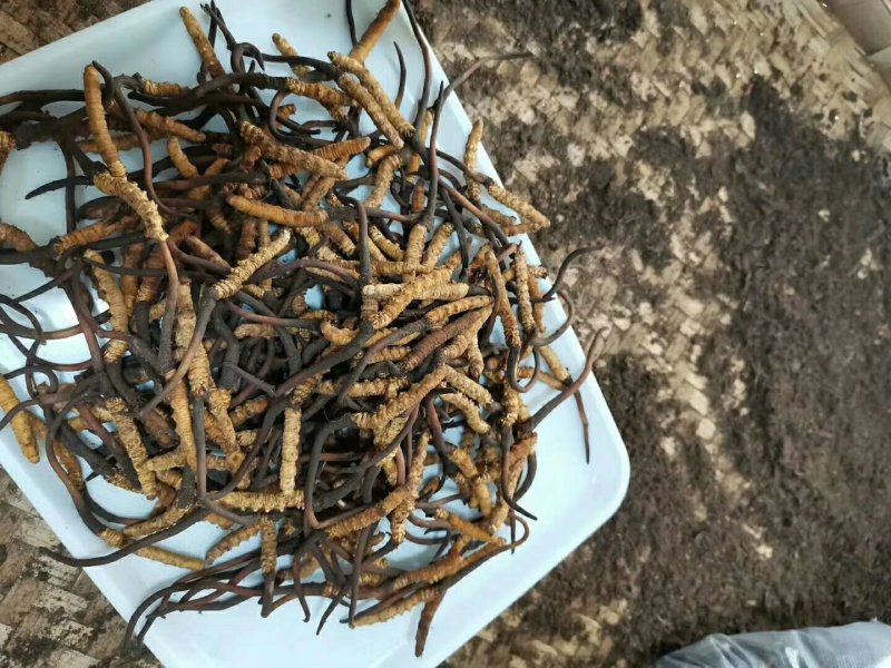 冬虫夏草，顺丰包邮真空包装,30起根包邮顺丰