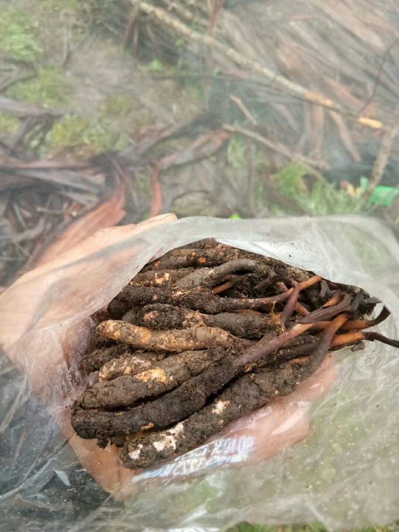 冬虫夏草，顺丰包邮真空包装,30起根包邮顺丰