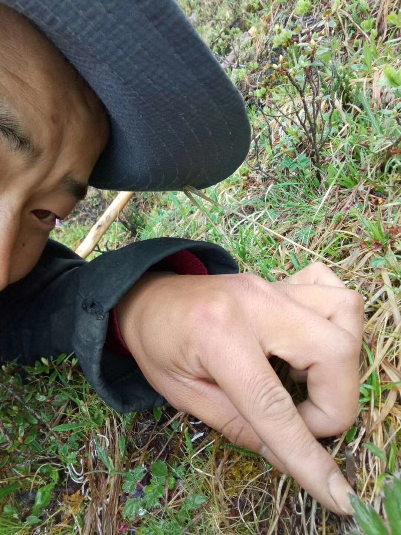 冬虫夏草，顺丰包邮真空包装,30起根包邮顺丰
