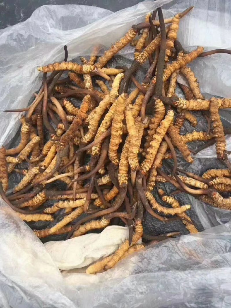 冬虫夏草，顺丰包邮真空包装,30起根包邮顺丰