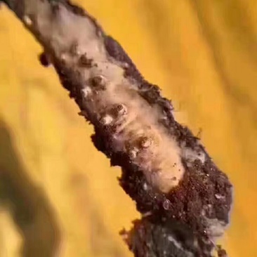冬虫夏草，顺丰包邮真空包装,30起根包邮顺丰