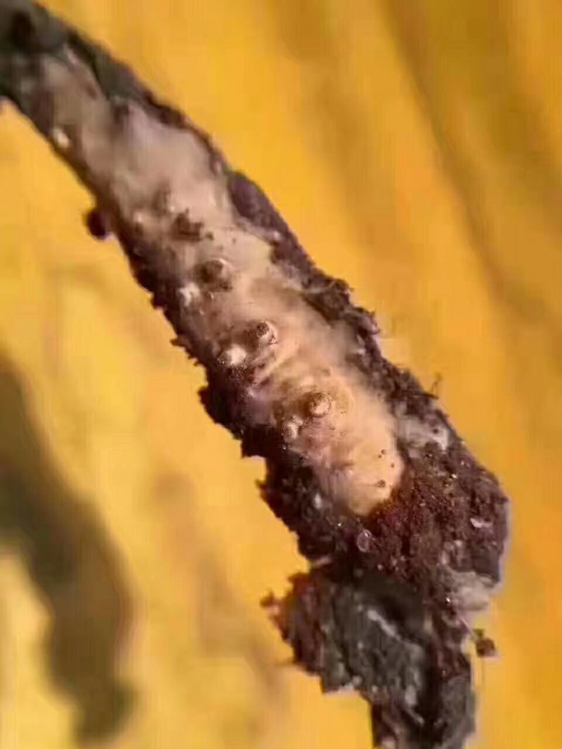 冬虫夏草，顺丰包邮真空包装,30起根包邮顺丰