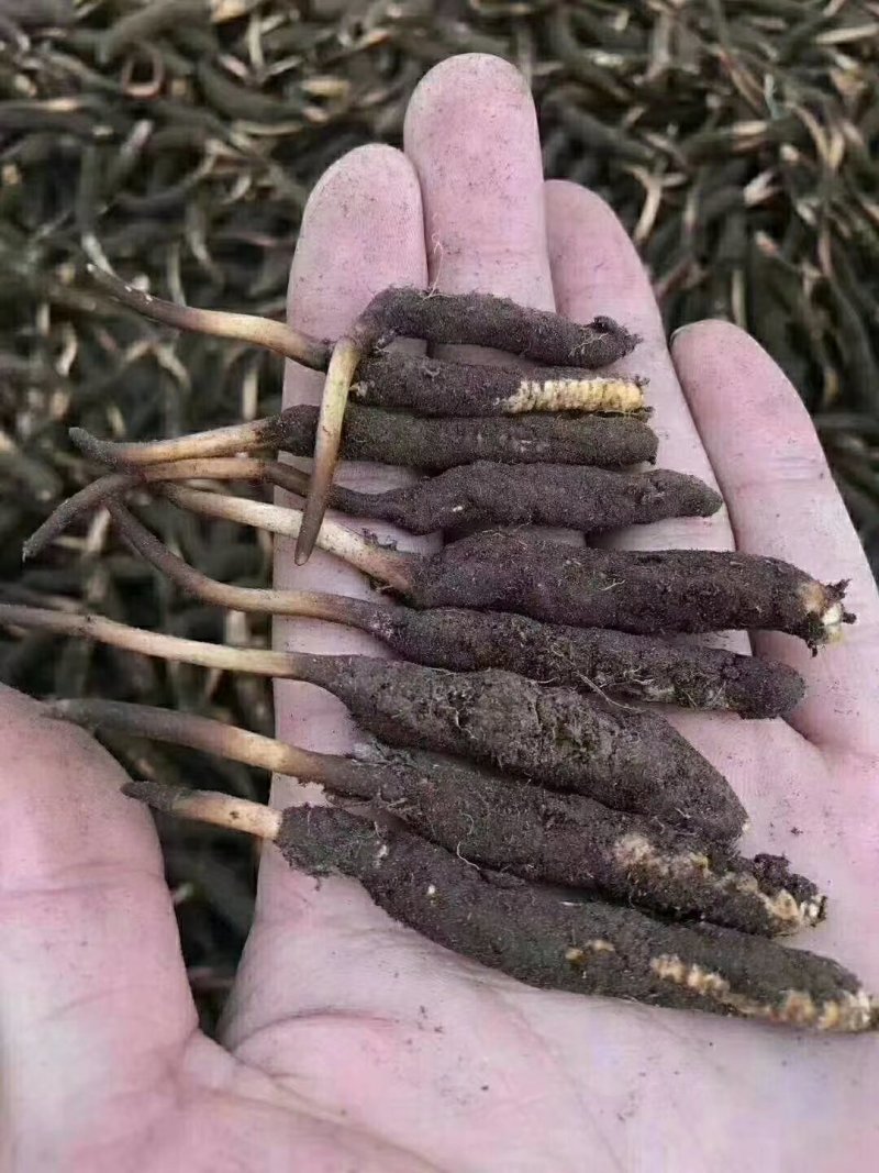 冬虫夏草，顺丰包邮真空包装,30起根包邮顺丰