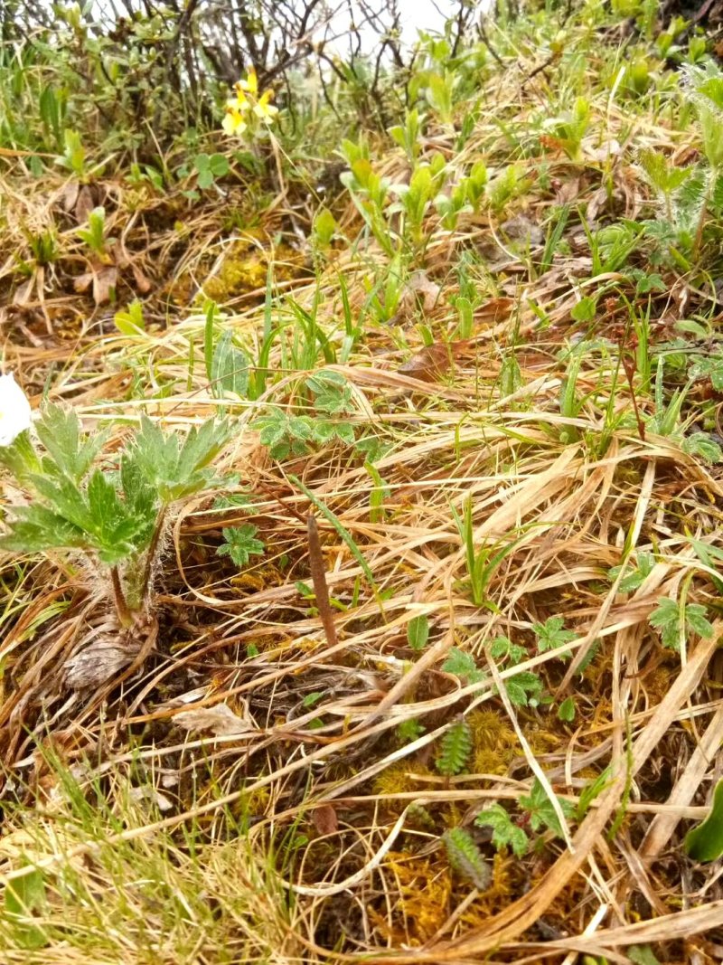 冬虫夏草，顺丰包邮真空包装,30起根包邮顺丰