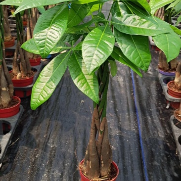 发财树/高50花卉盆景/植物盆栽5编发财树