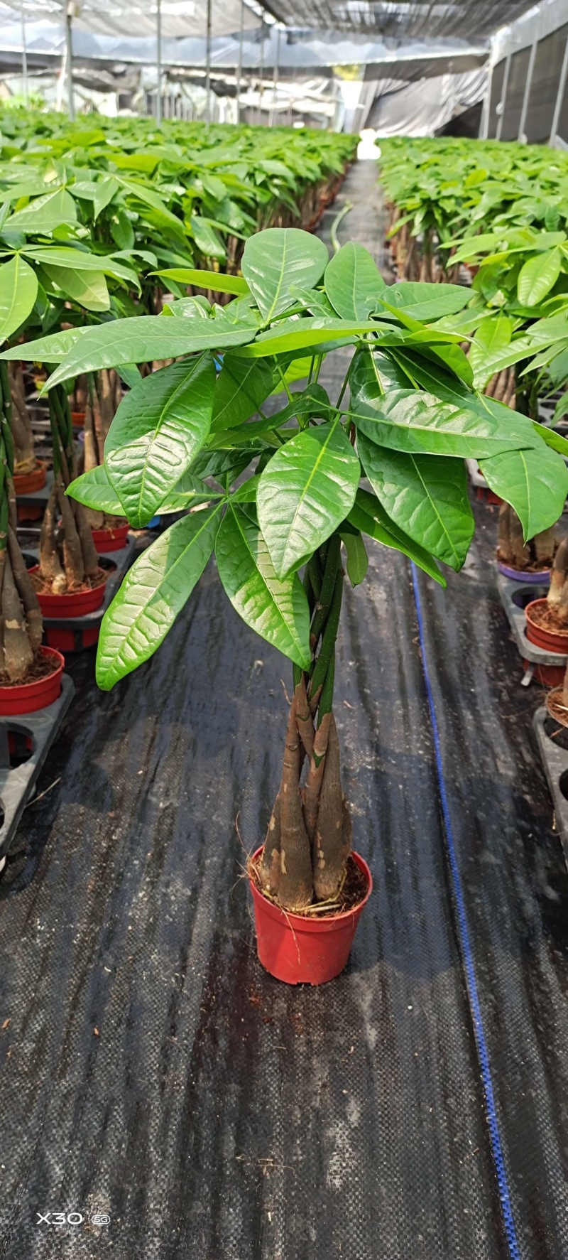 发财树/高50花卉盆景/植物盆栽5编发财树