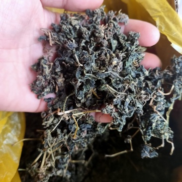 绞股蓝茶