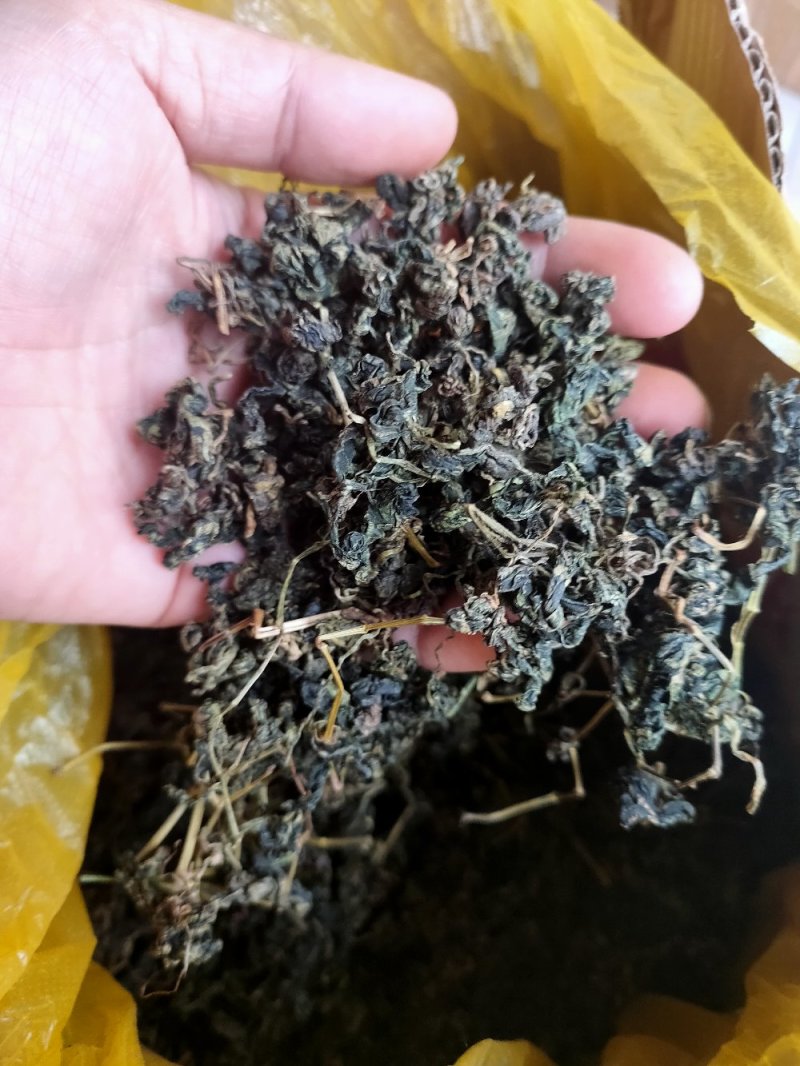 绞股蓝茶