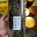 绞股蓝茶