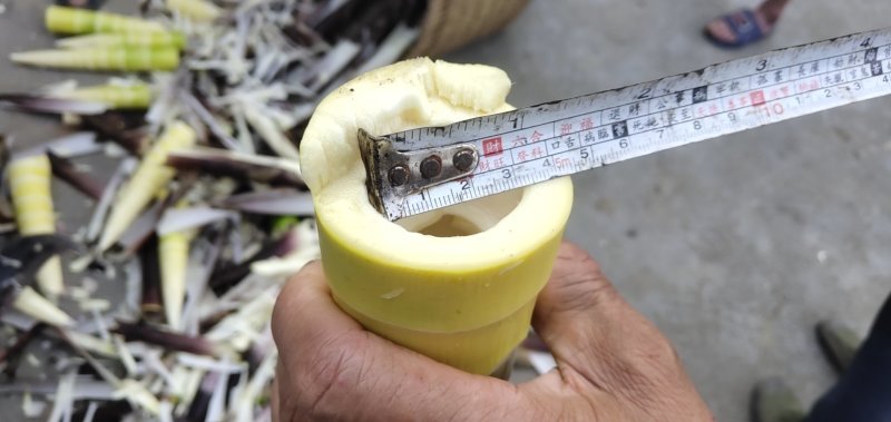 班竹笋新鲜，五月份上市基地直发支持一件代量大价优