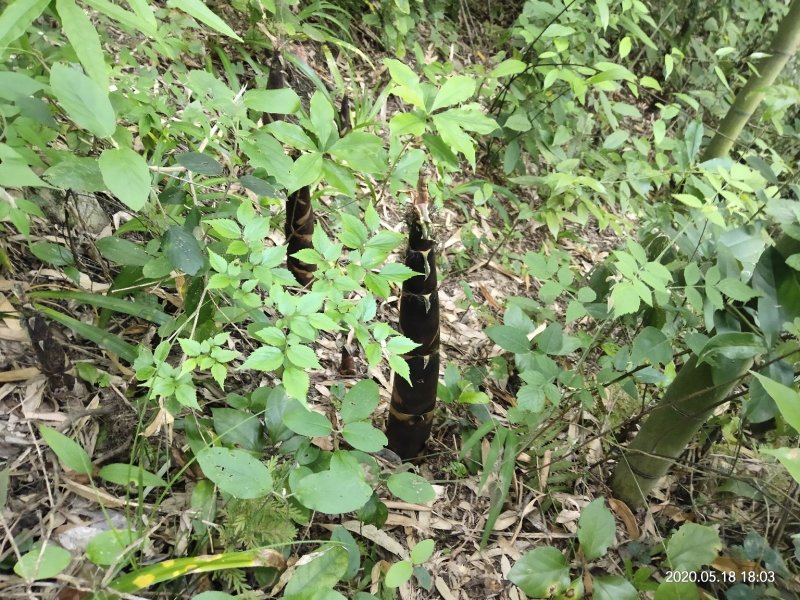 班竹笋新鲜，五月份上市基地直发支持一件代量大价优