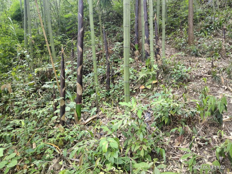 班竹笋新鲜，五月份上市基地直发支持一件代量大价优