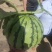 《推荐》美都西瓜河南开封基地直发包熟包甜对接商超电商