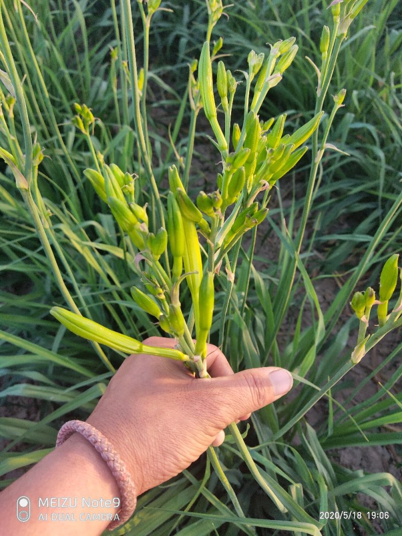 黄花菜鲜黄花菜鲜菜现摘现发加冰冷链运输产地直达