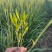 黄花菜鲜黄花菜鲜菜现摘现发加冰冷链运输产地直达