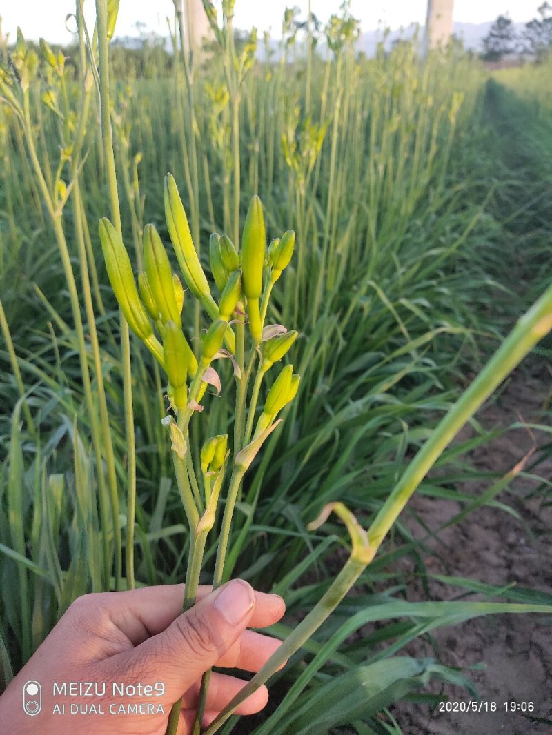 黄花菜鲜黄花菜鲜菜现摘现发加冰冷链运输产地直达