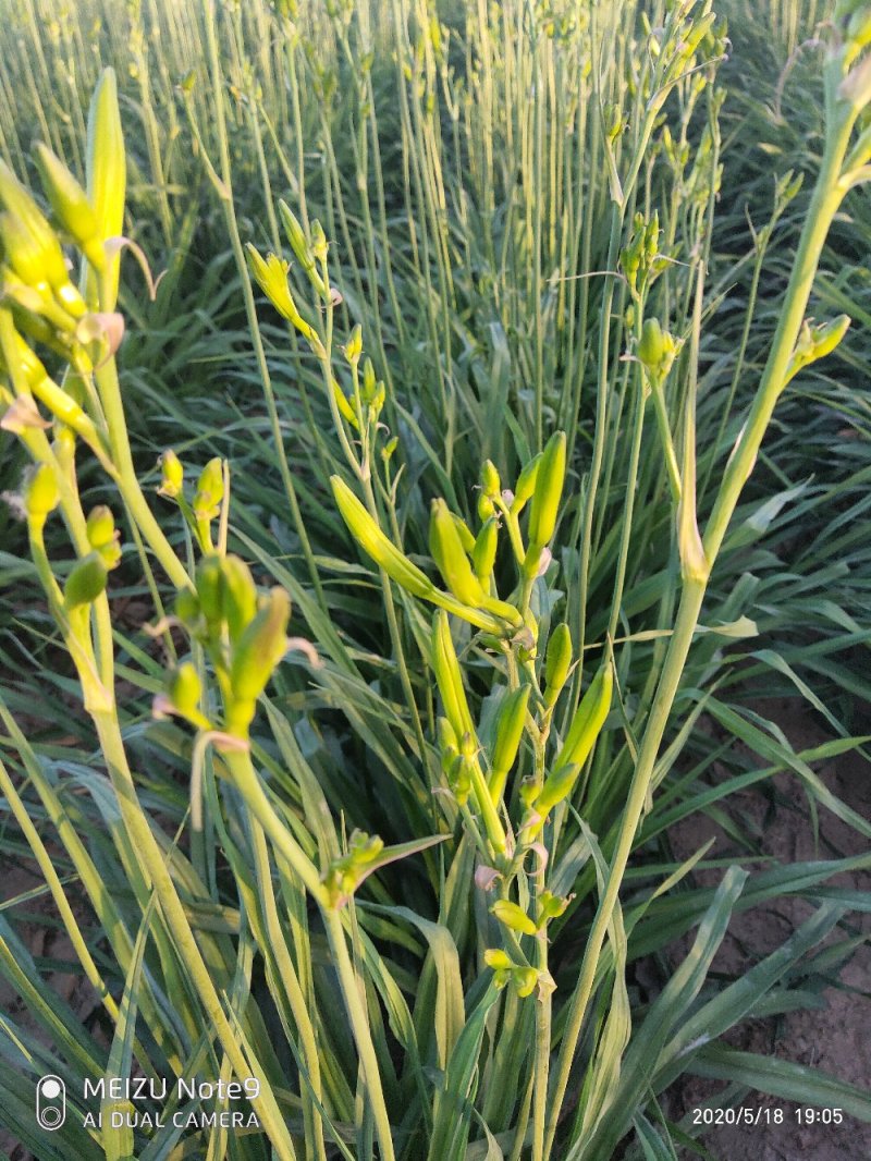 黄花菜鲜黄花菜鲜菜现摘现发加冰冷链运输产地直达