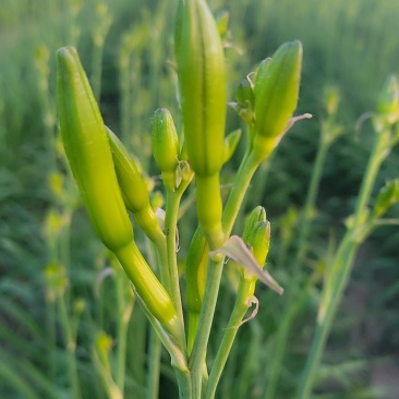 黄花菜鲜黄花菜鲜菜现摘现发加冰冷链运输产地直达