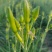 黄花菜鲜黄花菜鲜菜现摘现发加冰冷链运输产地直达