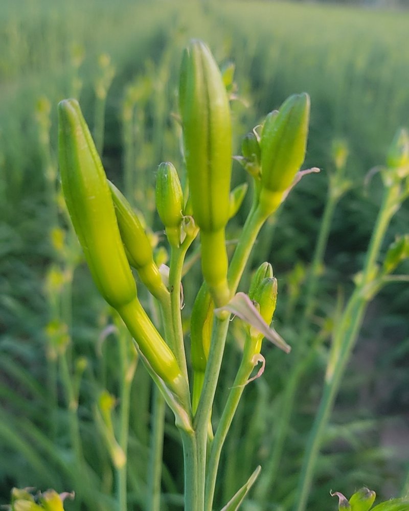 黄花菜鲜黄花菜鲜菜现摘现发加冰冷链运输产地直达