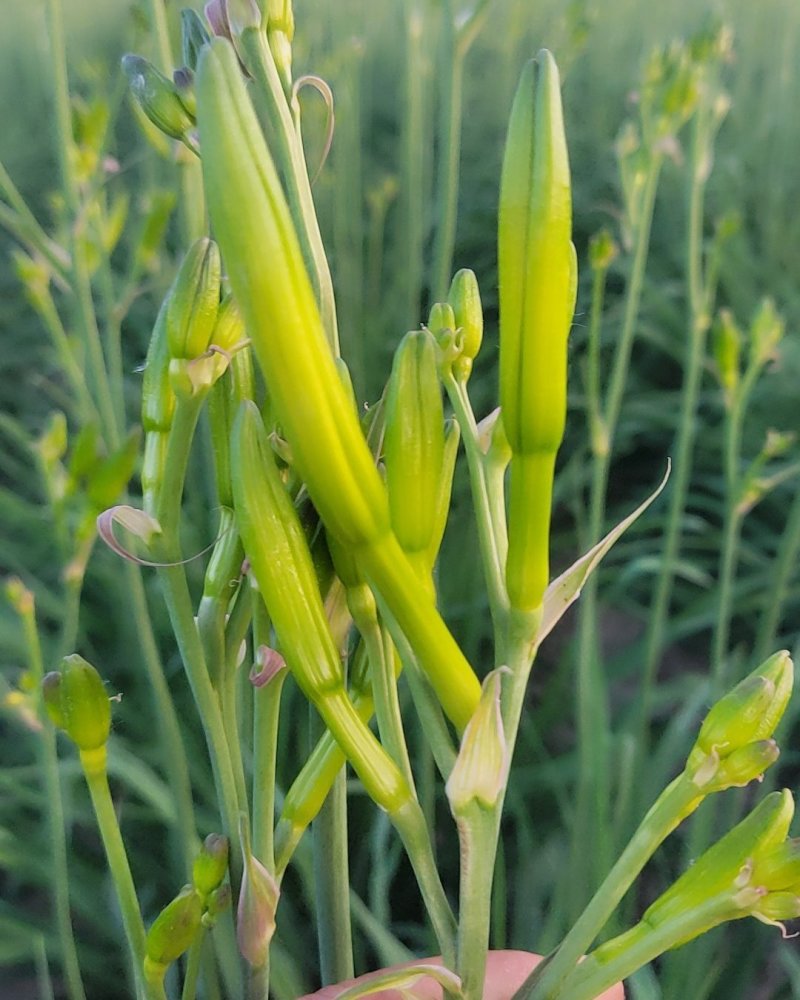黄花菜鲜黄花菜鲜菜现摘现发加冰冷链运输产地直达