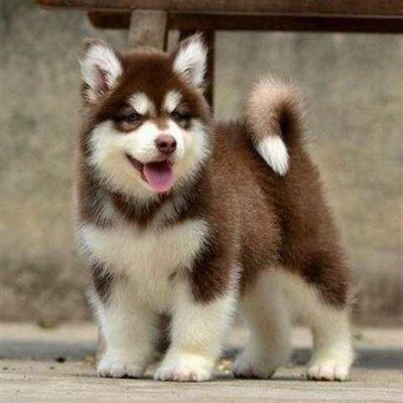 纯种巨型熊版阿拉斯加犬！大骨架，大毛量！超级萌！撩妹神器
