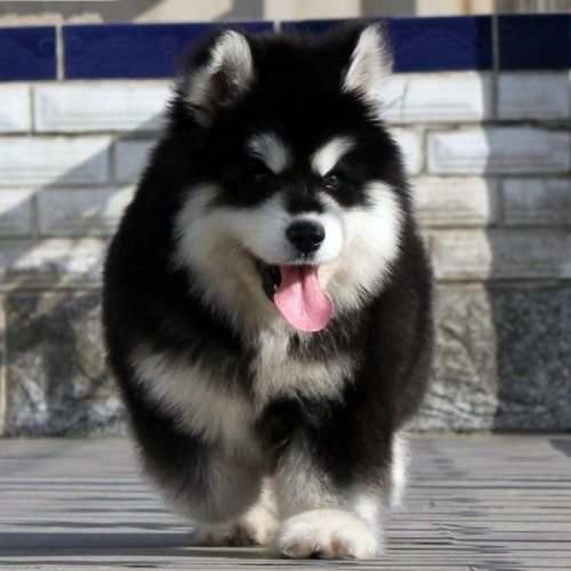 纯种巨型熊版阿拉斯加犬！大骨架，大毛量！超级萌！撩妹神器