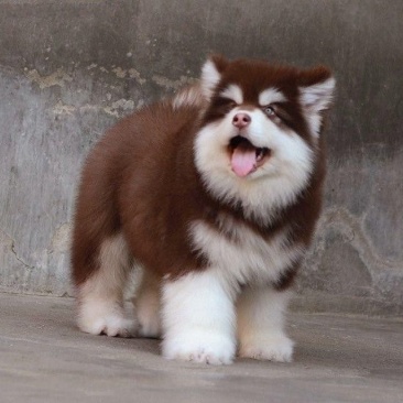 纯种巨型熊版阿拉斯加犬！大骨架，大毛量！超级萌！撩妹神器