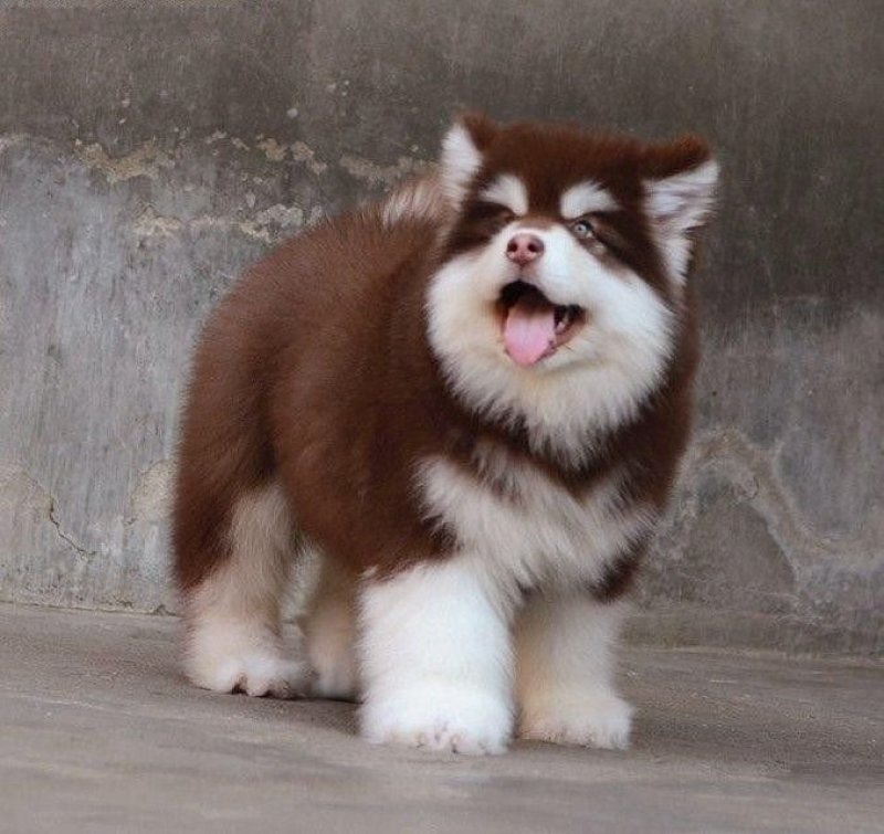纯种巨型熊版阿拉斯加犬！大骨架，大毛量！超级萌！撩妹神器