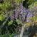 紫藤花树苗爬藤植物庭院围墙四季开花盆栽花苗绿植花卉藤蔓紫