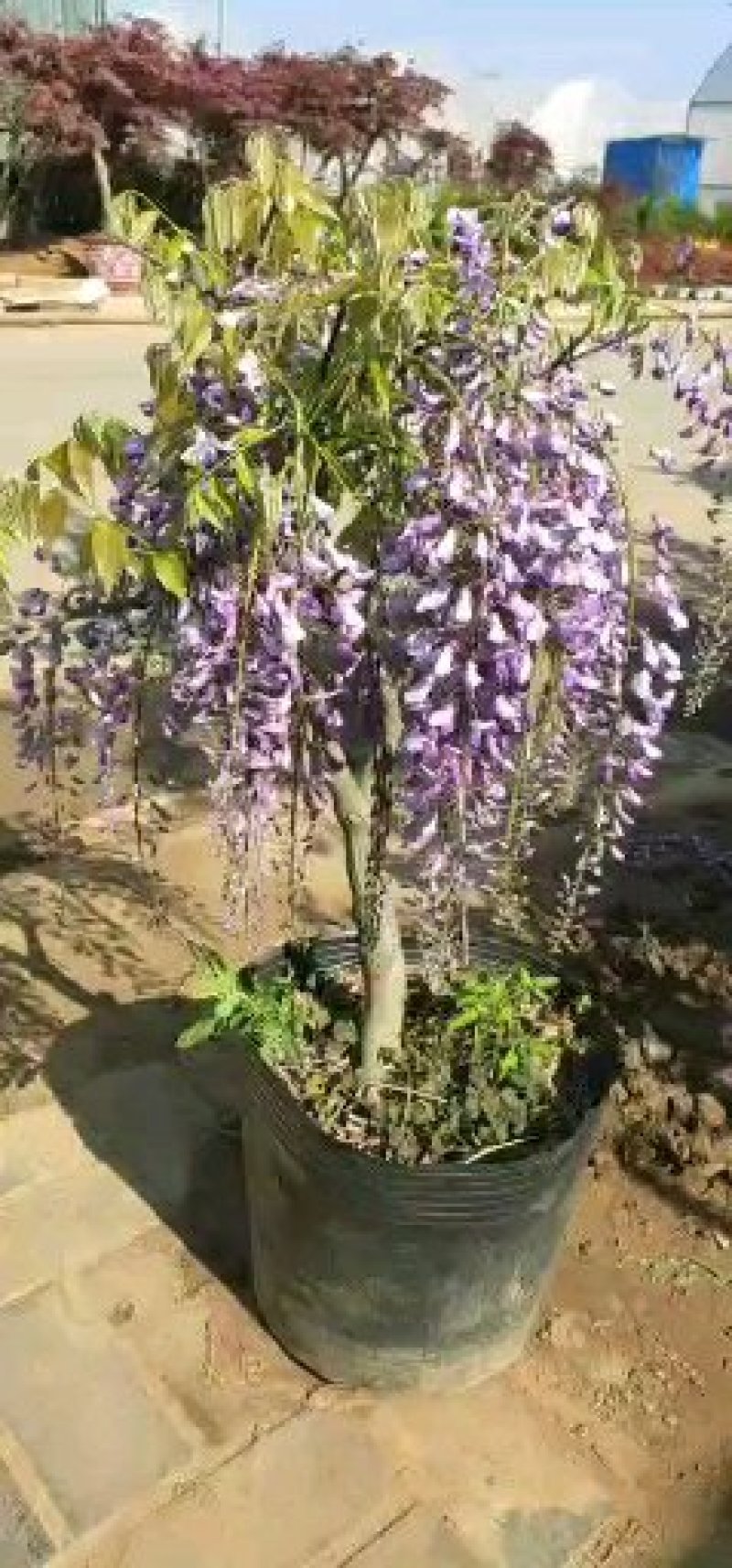 紫藤花树苗爬藤植物庭院围墙四季开花盆栽花苗绿植花卉藤蔓紫