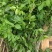 紫藤花树苗爬藤植物庭院围墙四季开花盆栽花苗绿植花卉藤蔓紫