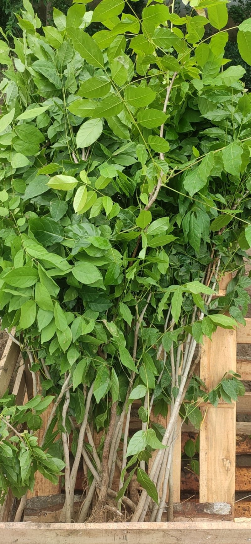 紫藤花树苗爬藤植物庭院围墙四季开花盆栽花苗绿植花卉藤蔓紫
