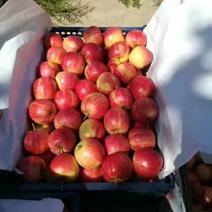 123小苹果，花红苹果农村合作社产量大欢迎老板来采购