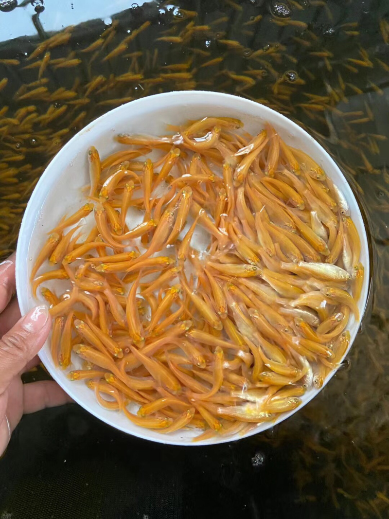 俄罗斯金草鱼，金丝鯇魚