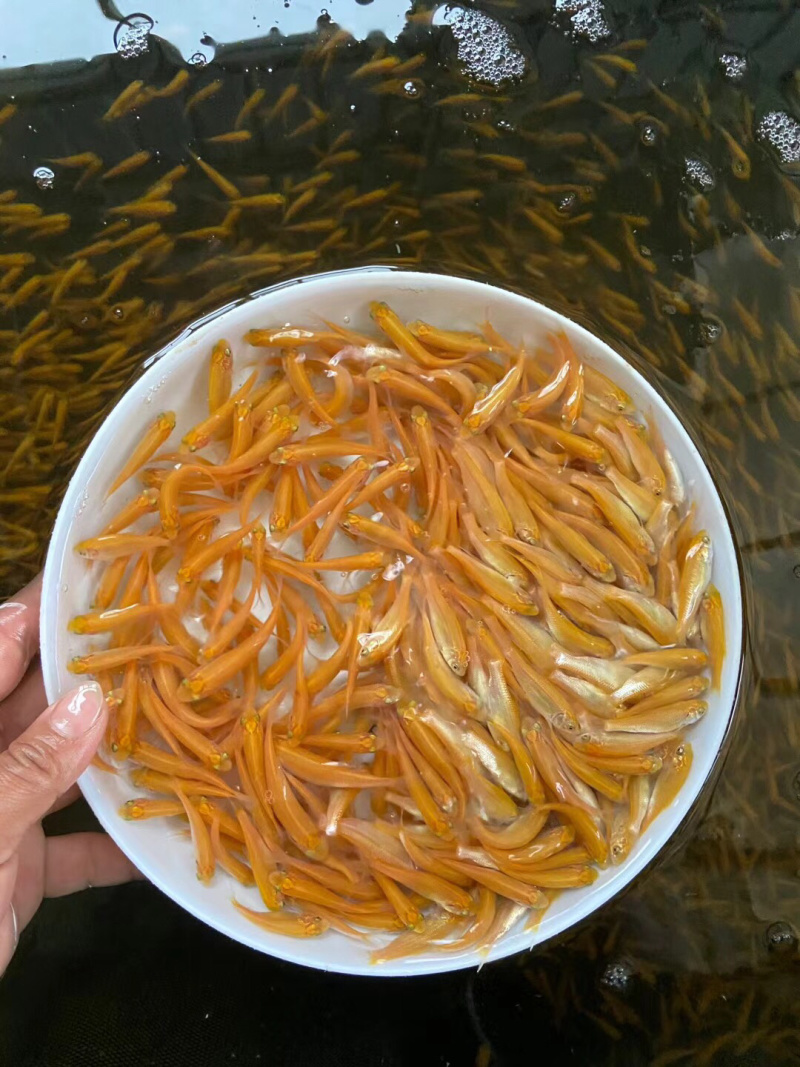 俄罗斯金草鱼，金丝鯇魚