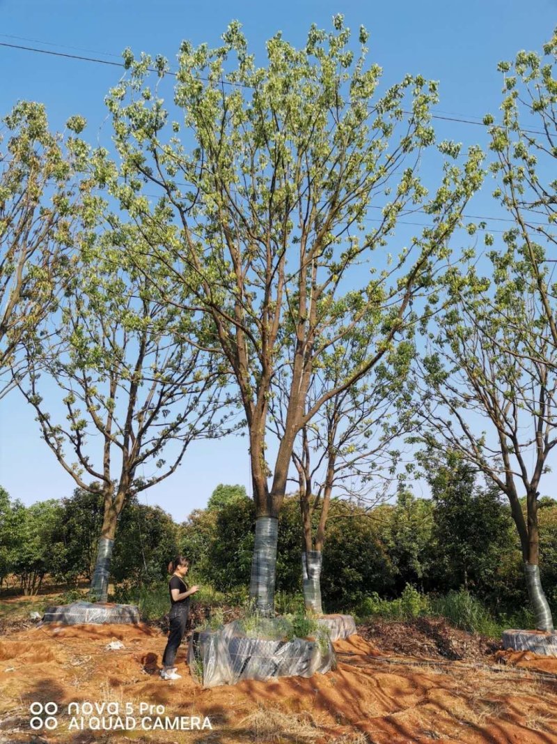 移栽全冠香樟移栽容器全冠香樟