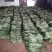 槲叶粽叶端午粽子叶河南伏牛山产地直供代收大货
